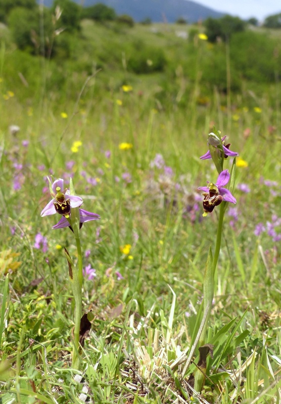 Ophrys apifera x Ophrys holosericea subsp.dinarica, splendidi ibridi nell''aquilano 2021.